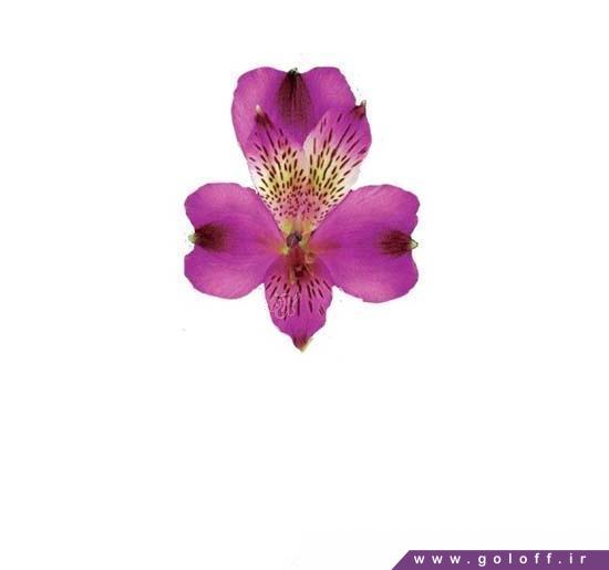 فروشگاه اینترنتی گل - گل آلسترومریا رابان - Alstroemeria | گل آف